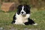 BORDER COLLIE 861
